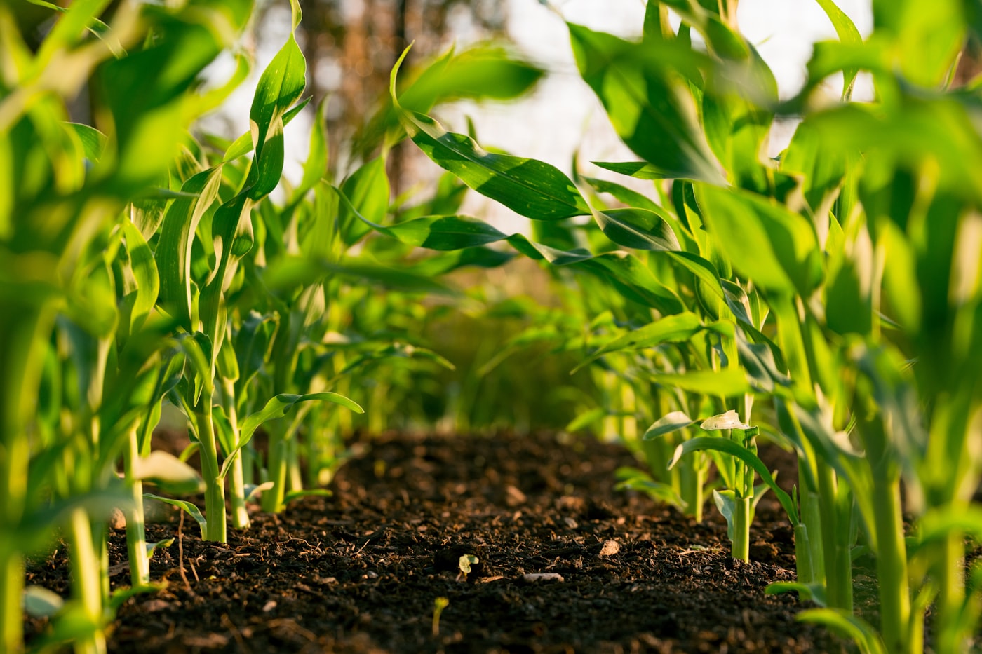 Agricultural farmland and crop production in Jamaica