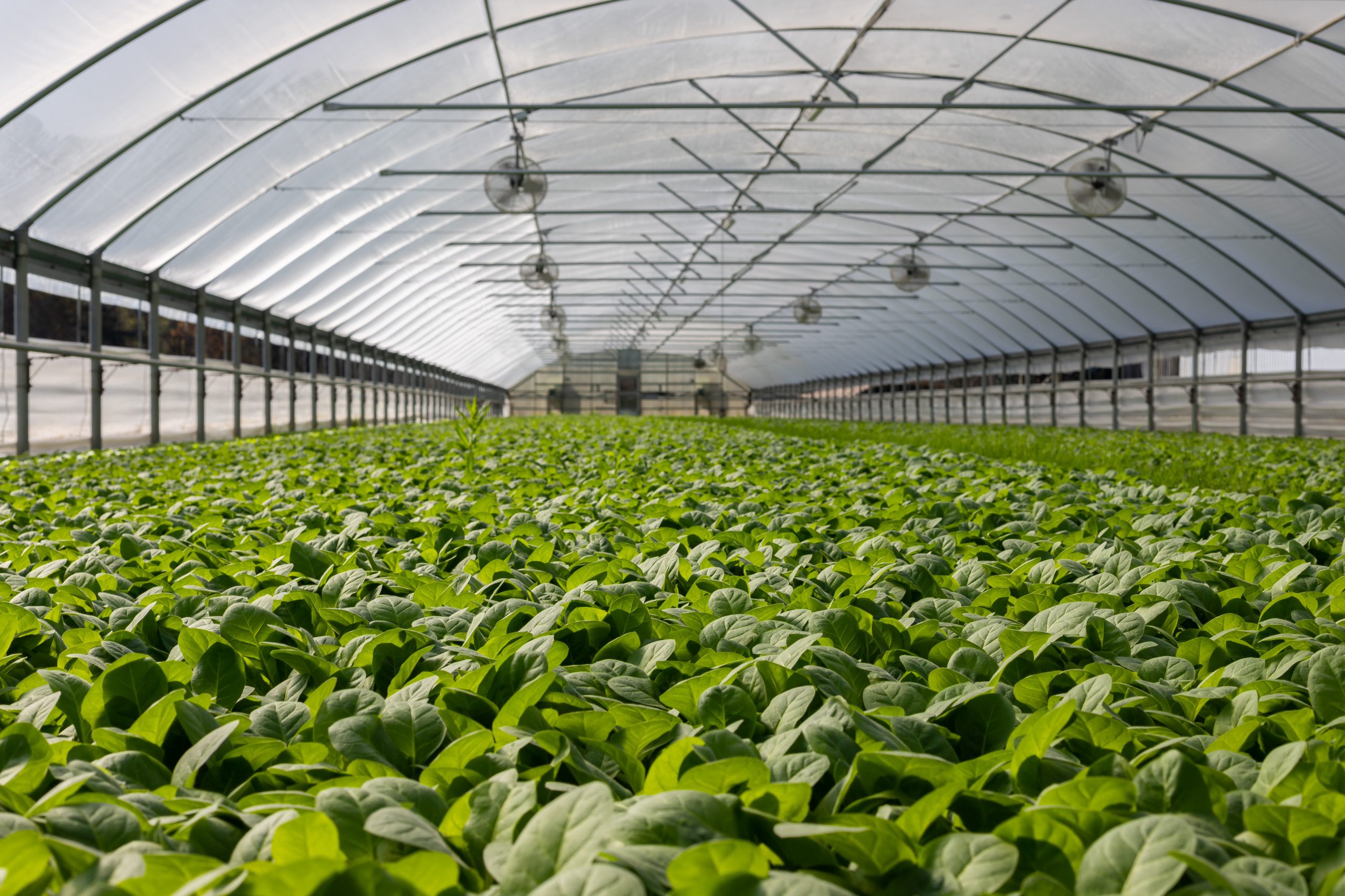Agricultural fields illustrating Jamaica agribusiness opportunity